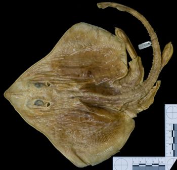 Media type: image; Ichthyology S-748